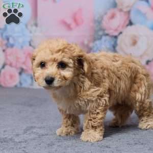 Tootsie, Bich-Poo Puppy